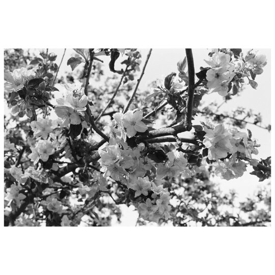 Adox CHS 100 II | 35mm kleinbeeldfilm | 135/36 | FotoFilmFabriek