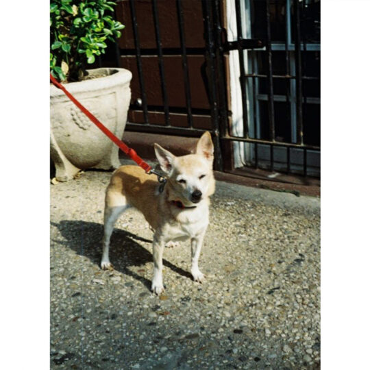 Lomography Color Tiger 200 - 110 Pocketfilm - Afbeelding 6