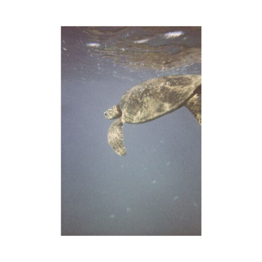 Lomography Simple Use Underwater Case - Afbeelding 7