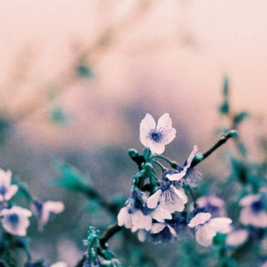 Lomography Lomochrome Turquoise *Formula-2021* - 110 Pocketfilm - Afbeelding 4