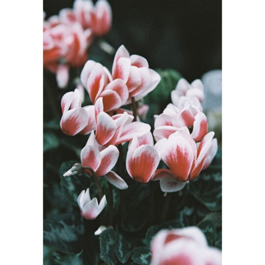 Alternative view of Lomography Lomochrome Color '92 *Formula-2022* - 110 Pocketfilm