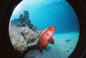 Lomography Fisheye No.2 Camera