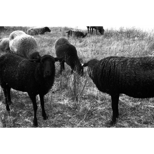 Alternative view of Lomography MonoChrome Duet Kleinbeeldfilm - 2 pak - 135/36