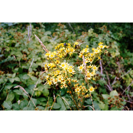 Wolfen NC500 - Kleinbeedfilm - 135/36 - Afbeelding 9