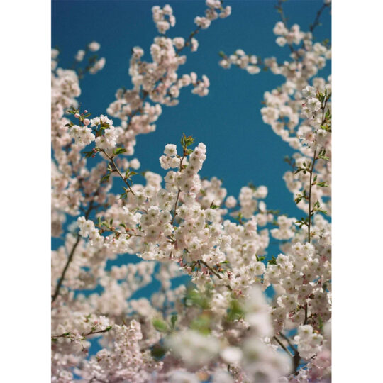 Alternative view of Kodak Ektacolor Pro 160 - Rolfilm 120 - 5 pak