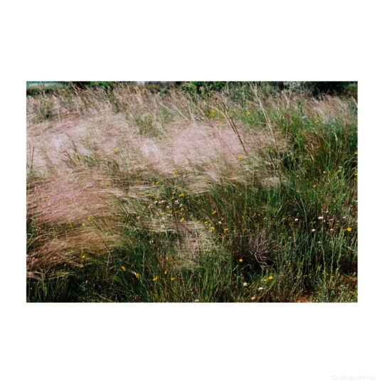 Lucky Color 400 Kleinbeeldfilm - 135/36 - Afbeelding 8