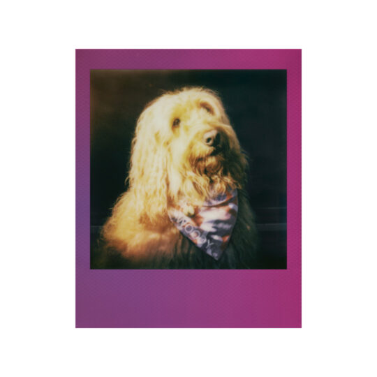 Polaroid Go Color Film Double Pack - Gradient Frame - Afbeelding 3